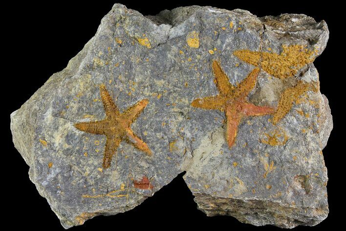 Two Ordovician Starfish (Petraster?) Fossils - Morocco #183386